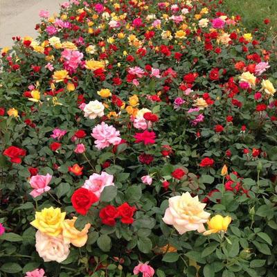 萬(wàn)方花卉 山東月季批發(fā)優(yōu)選，品種齊全廠家直銷
