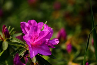 花開(kāi)獻(xiàn)禮 鏡頭下的勞動(dòng)節(jié)贊歌